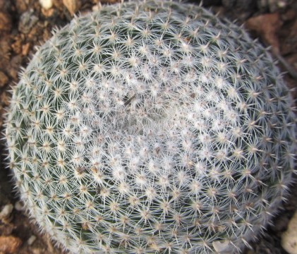 Mammillaria <br>microthele