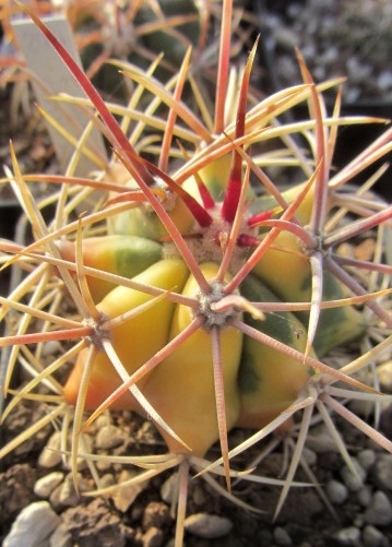 Ferocactus <br>cv digueti carmenensis