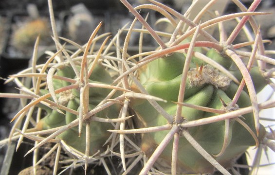 Echinocactus <br>polycephalus