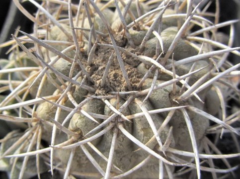 Copiapoa <br>sp 