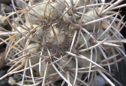 Copiapoa <br>sp 