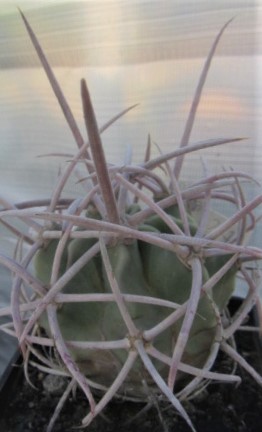 Echinocactus <br>polycephalus