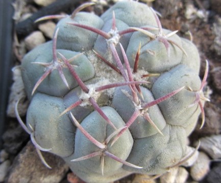 Thelocactus <br>hexaedrophorus