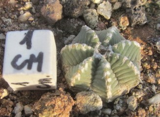 Aztekium <br>hintoni