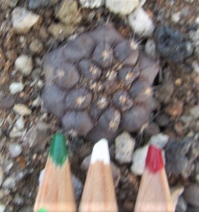 Copiapoa <br>aphanes