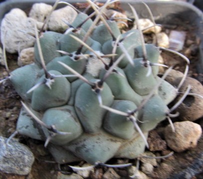 Thelocactus <br>rinconensis phymatothelos