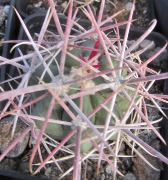 Ferocactus <br>gracilis