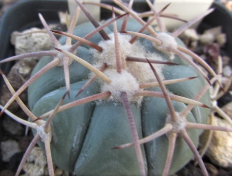 Echinocactus <br>horizonthalonius