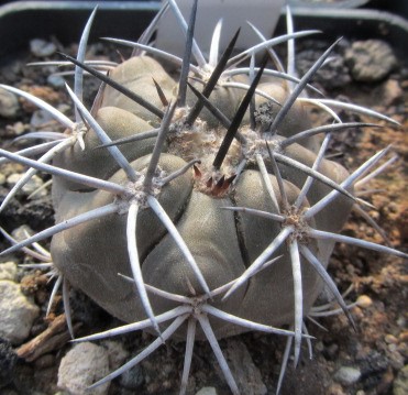 Copiapoa <br>echinoides