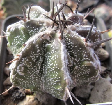 Astrophytum <br>ornatum cv fukuryu 