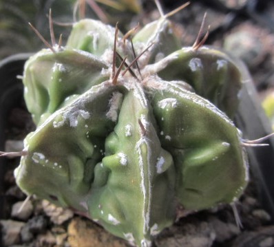 Astrophytum <br>ornatum cv fukuryu 