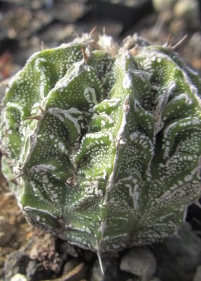 Astrophytum <br>ornatum cv fukuryu 