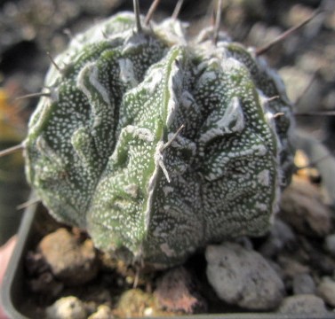 Astrophytum <br>ornatum cv fukuryu 