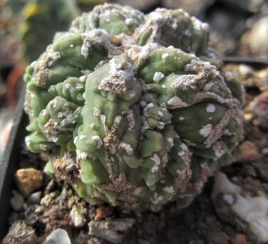Astrophytum <br>ornatum cv f3 fukuryo
