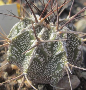 Astrophytum <br>ornatum cv fukuryu 