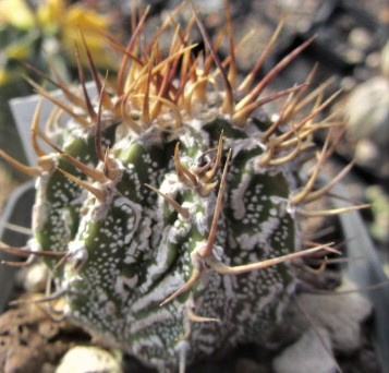 Astrophytum <br>ornatum cv fukuryu 