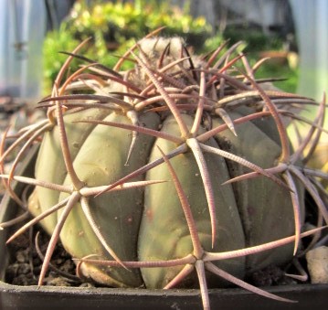 Echinocactus <br>horizonthalonius