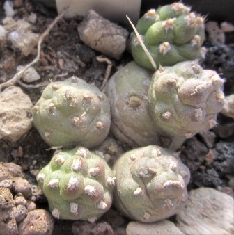 Tephrocactus <br>bolivianus minimus