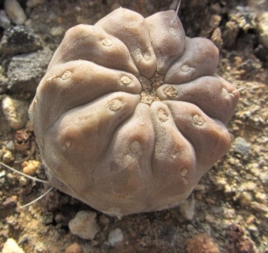 Copiapoa <br>haseltoniana tenebrosa inermis
