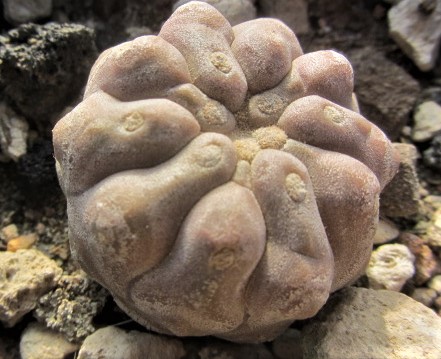 Copiapoa <br>haseltoniana tenebrosa inermis