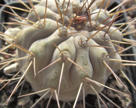 Copiapoa <br>haseltoniana tenebrosa 