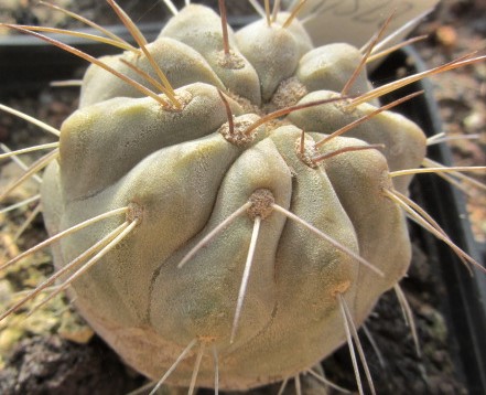 Copiapoa <br>haseltoniana tenebrosa 