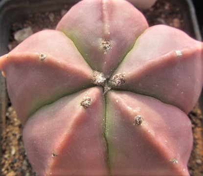 Astrophytum <br>myriostigma nudum forma