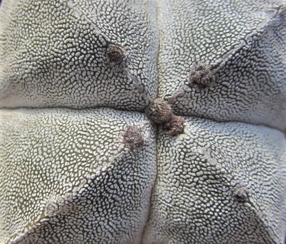 Astrophytum <br>myriostigma 