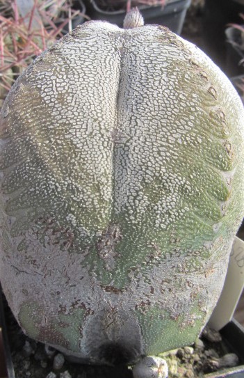 Astrophytum <br>myriostigma cv onzuka