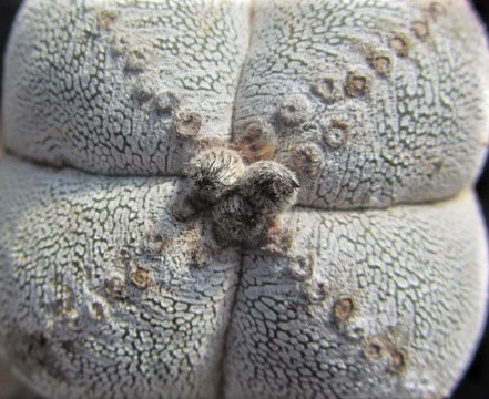 Astrophytum <br>myriostigma cv onzuka