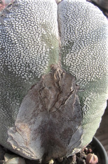 Astrophytum <br>myriostigma cv onzuka
