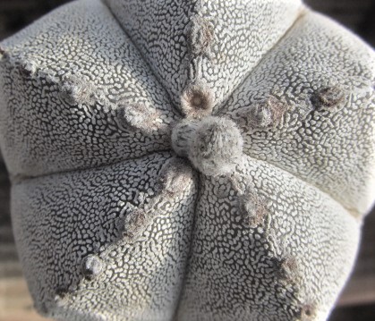Astrophytum <br>myriostigma cv onzuka