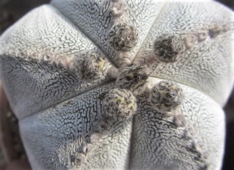 Astrophytum <br>myriostigma cv onzuka