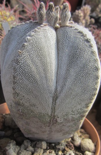 Astrophytum <br>myriostigma cv onzuka