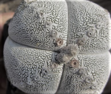 Astrophytum <br>myriostigma cv onzuka