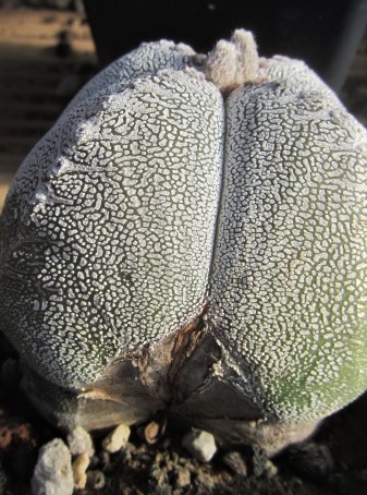 Astrophytum <br>myriostigma cv onzuka