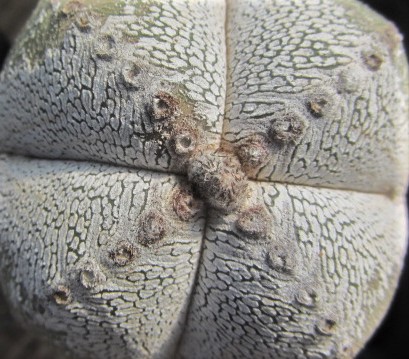 Astrophytum <br>myriostigma cv onzuka
