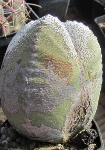 Astrophytum <br>myriostigma cv onzuka