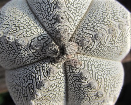 Astrophytum <br>myriostigma cv onzuka