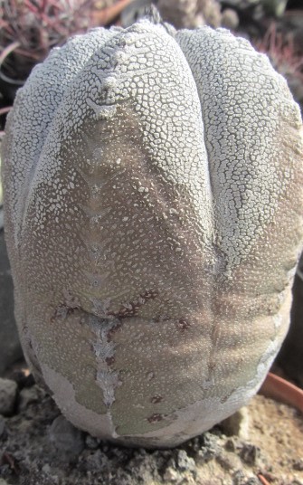 Astrophytum <br>myriostigma cv onzuka