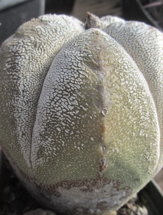 Astrophytum <br>myriostigma cv onzuka