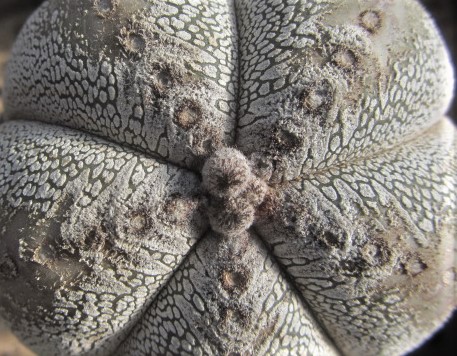 Astrophytum <br>myriostigma cv onzuka