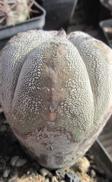 Astrophytum <br>myriostigma cv onzuka