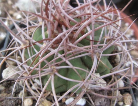 Denmoza <br>rhodacantha