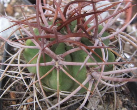 Denmoza <br>rhodacantha