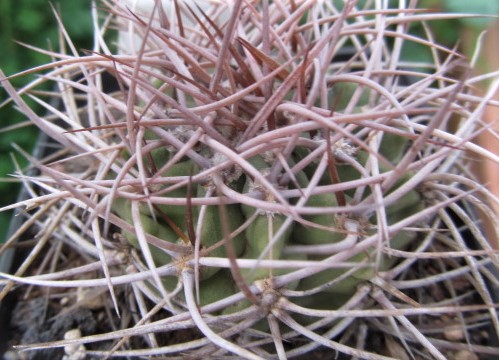 Denmoza <br>rhodacantha