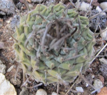 Turbinicarpus <br>hybrid