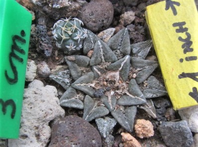 Astrophytum <br>kotschoubeyanus elephantidens