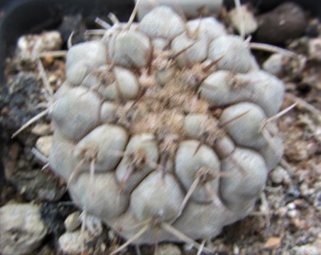Copiapoa <br>cinerea albispina