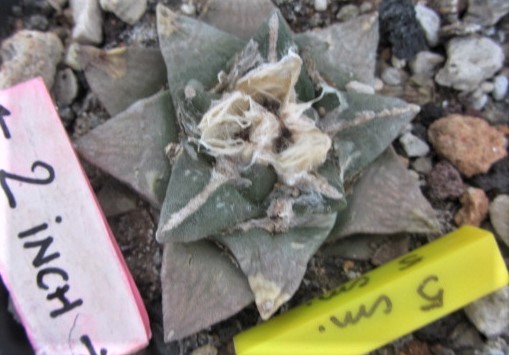 Ariocarpus <br>cv furf f2 x ? 